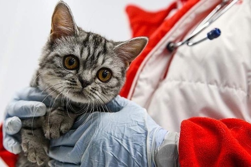 ⚡В России хотят ввести налоговой вычет за медицинские услуги по лечению домашних животных, если у них будет..