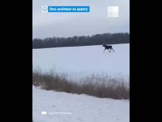 В Даниловском районе молодой лось выбежал на дорогу из степи 🫎

🤩 Судя по видео, увидев большого красивого..