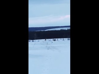 🗣Нижегородец встретил стадо косуль на поле в Лысковском..