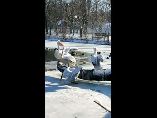 Пеликаны из ростовского зоопарка радуются хорошей погоде ❤️

🔴Подписывайся на Афишу..