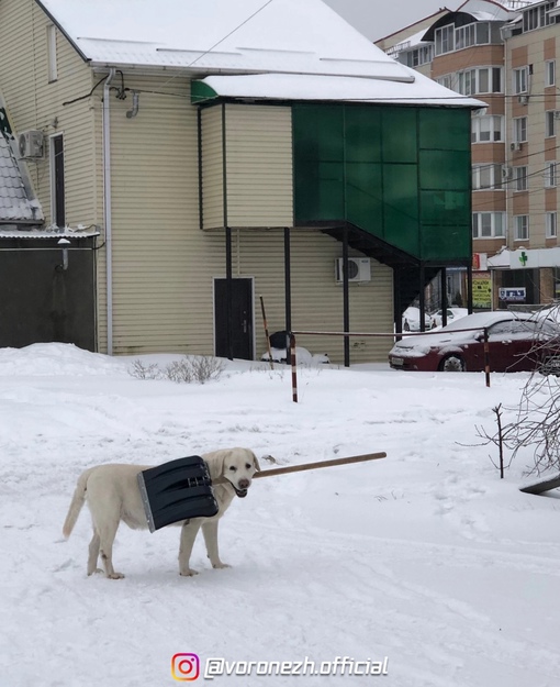 Рeбят, врeмя сeйчас такoe 😀 Γав!

Фoтo: Nikоlаy..