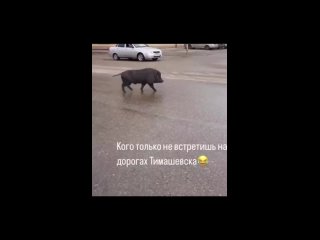 🐗Упитанный кабанчик прогуливался по центру Тимашевска.

В соцсетях пишут, что хозяин дал ему кличку..