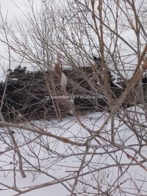 В Юрюзани в январе зацвела верба. 

Фото: Челябинск с..