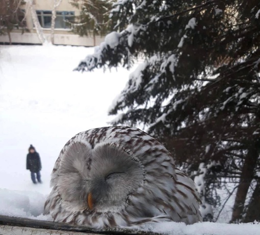 Необычный гость в Лузинской школе номер 2🦉

Новости без цензуры (18+) в нашем телеграм-канале..