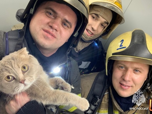 3 человека и кот спасены сегодня утром на пожаре в Воронеже

Найти прячущегося кота в дыму оказалось делом..