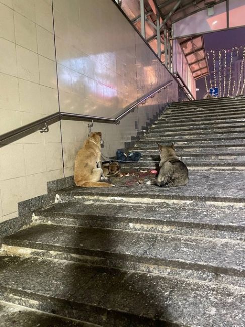 🐕 Каждый год одно и то же. В переходе около «Неба» сидит мужчина с собаками и просит милостыню.

Когда ему..