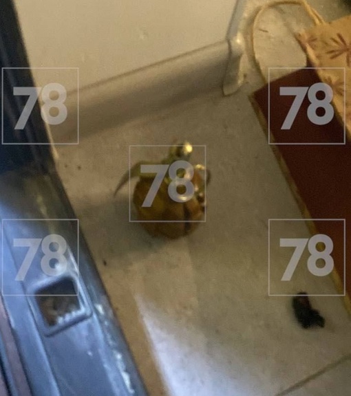 Мужчина обезглавил попугая и поставил растяжку с гранатой в квартире в Петербурге.
 
Странная история..