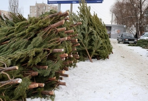 Куда в Омске можно сдать на переработку новогодние ели

Традиционно омичам напомнили, куда можно сдать..