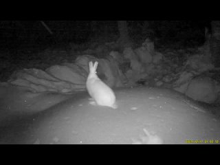 В нацпарке «Таганай» в объектив фотоловушки попал заяц. 

Видео: Национальный парк..