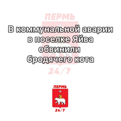 В коммунальной аварии в поселке Яйва обвинили бродячего кота

На прошлой неделе в населенном пункте..