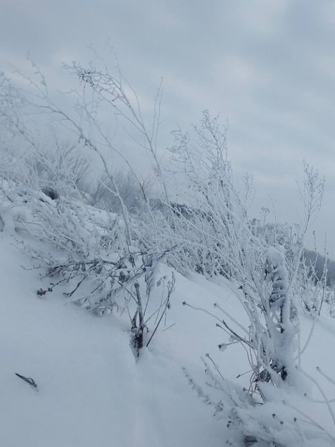 Белая красота из Гагинского района.
..