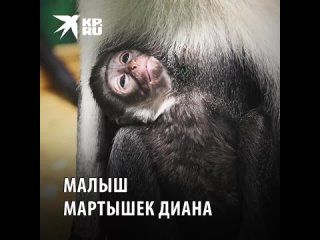 В Новосибирском зоопарке пополнение! Малыша мартышек диана уже показали папарацци. А мы показываем..