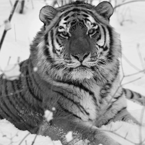 Амурского тигра убили и расчленили в Приморском крае

Сначала в краснокнижного хищника выстрелили из ружья,..