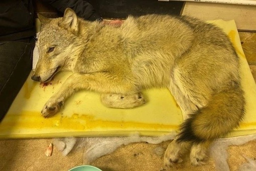 В Кунгуре волонтеры спасли волка, хотя думали, что это собака

Оказалось, что у хищника перелом лопатки и..