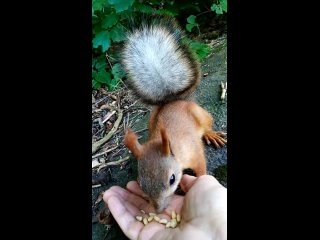 Очень милая обитательница Мамаева кургана 😍❤

А к вам когда-нибудь приходила белочка?..