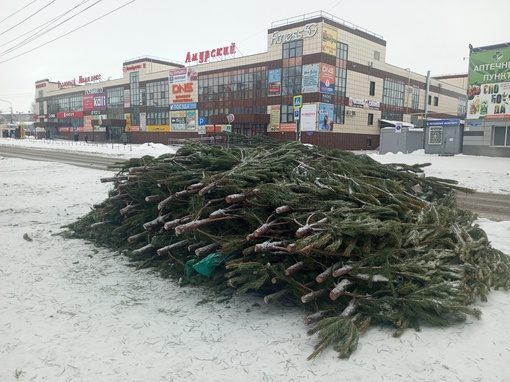 Напротив ТК Амурский остались нераскупленные ёлки. Куда теперь это всё..