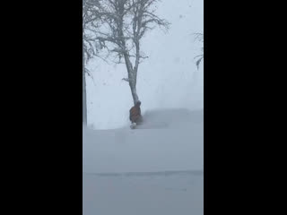 Сноубордисты наслаждаются катанием на Красной Поляне 🏂

Видео:..