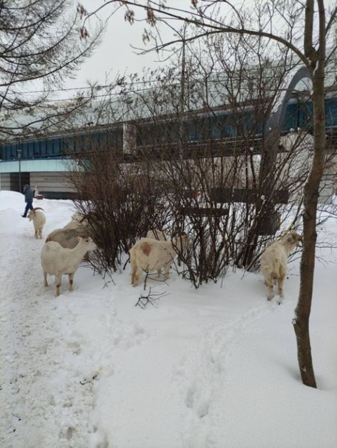 Даже непогода нипочём бутовским козочкам.

Они продолжают обгладывать остатки кустов в Южном..