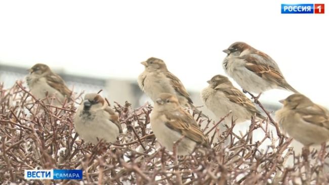 -32°С: в Самарскую область придут арктические морозы в начале рабочей недели 

Подробный прогноз синоптиков
..