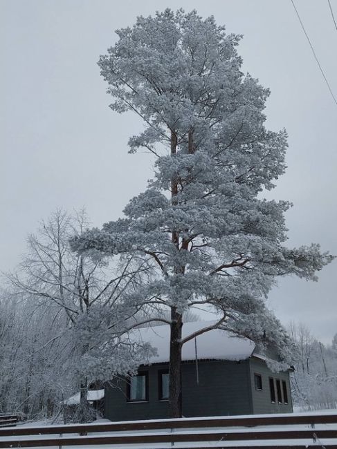 Белая красота из Гагинского района.
..