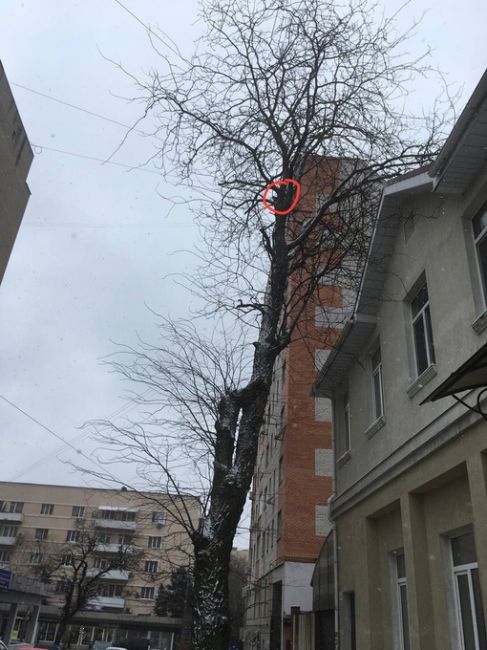 Ростовчане просят помочь им спасти кота, который несколько дней живет на дереве у дома №4 на улице 4-я..