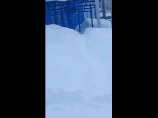 Появилось видео, как рыси гуляют возле завода в Закамске..