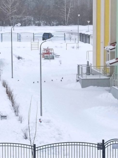 У детского сада в Ямном гуляют не только дети, но и..