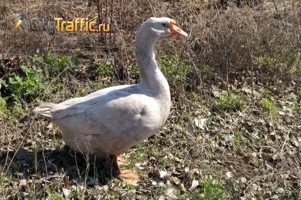 Приставы избавили от соседских гусей, кур и уток жителя Самарской области 

Занявшись разведением домашней..