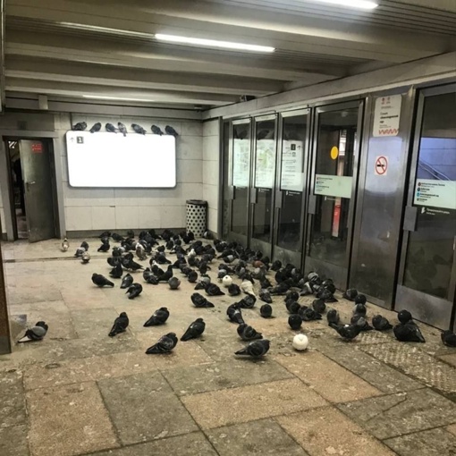 Голуби зашли погреться на станцию метро "Александровский..