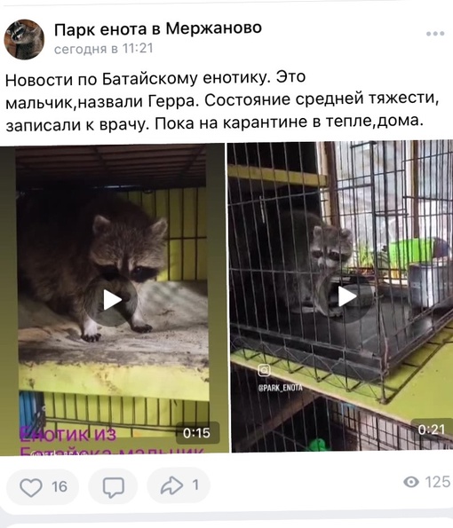 Бесхозного енота из Батайска, который хулиганил по ночам в подъезде одного из домов определили в..