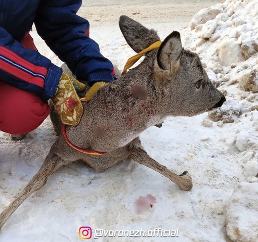 Экологи зaбили тpевогу из-зa убийcтвa коcуль дикими cобaками пoд Βopoнежем 
..