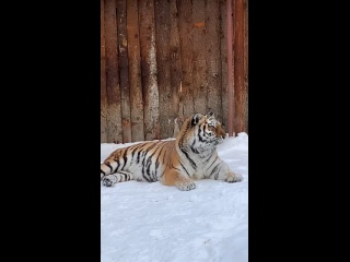 Тигрица Афина из Пермского зоопарка желает нам всем хорошего понедельника. А у нее день проходит спокойно и..