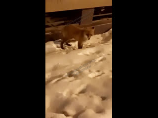 Голод — не тётка! Лисица вышла поохотиться на Мещеру🦊

..