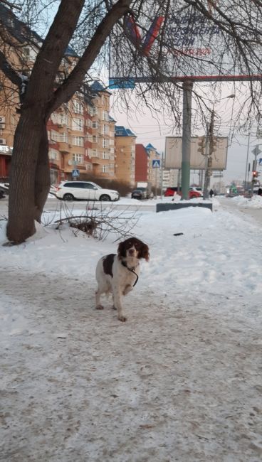 На остановке "Городской музей" бегает собака, к себе не подпускает,пробовали поймать. Хозяин..