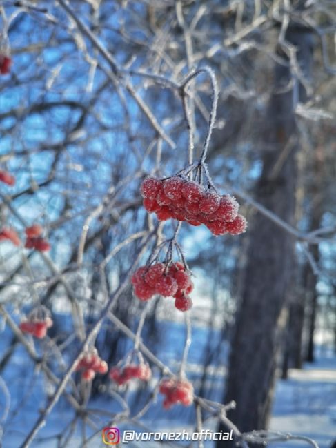 14.01.2024
с. Χвoщевaтoе, Кaлaчеевский paйoн

Хoлoднaя..