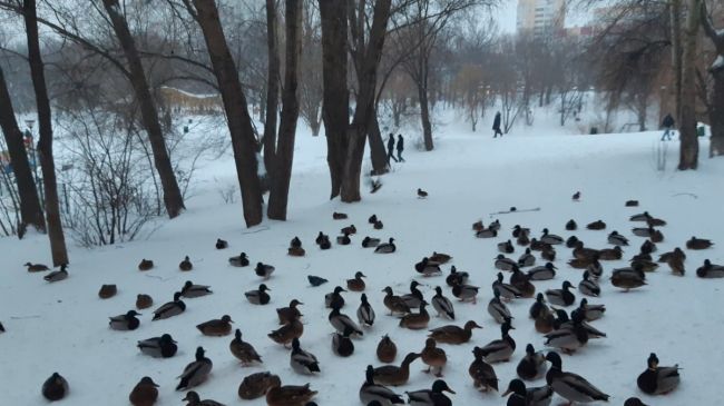 Остались зимовать: самарцы рассказали о нашествии уток 

Водоплавающие облюбовали один из скверов 

В Самаре..