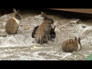 🥕🐇🎄

Природа не терпит пустоты.

В микрорайоне Мещерское озеро появилась стая кроликов.

Если в..