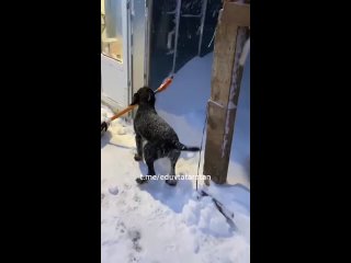 Даже собаки в Татарстане принялись за уборку снега. Видео из..