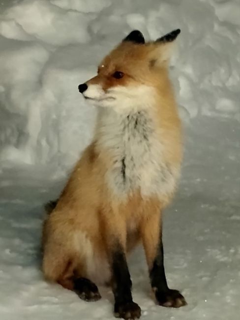 В гости в поселок Зюраткуль заглянула рыжая лисичка. 

Фото: национальный парк..