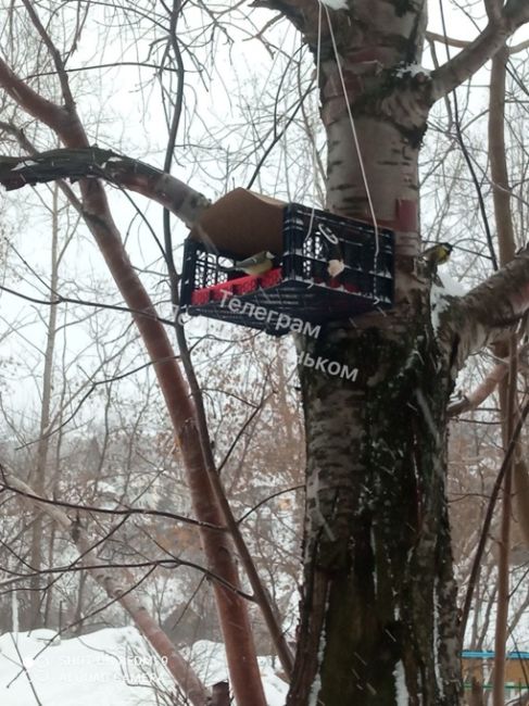 На улице Хрустальной, 34 жители сделали такой скворечник..