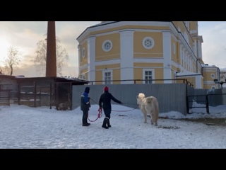 Готовиться к весне начали в пермском зоопарке лошадь Сабира и пони Крым!

Они начали сезон пробежек,..