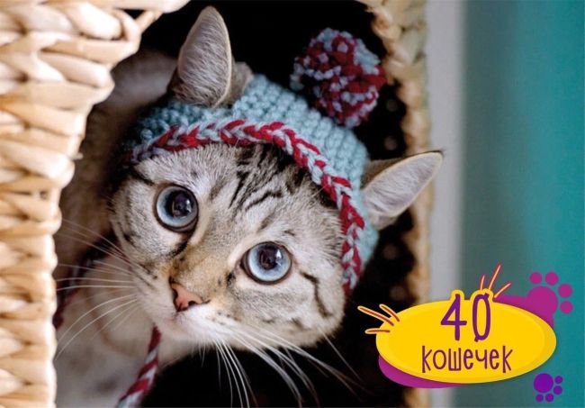 ВОЛГОГРАД! Только с 31 января по 25 февраля! «Страна Мурляндия» - котики и кошечки необычных пород со всего..