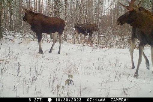 📸Фотоловушки снова успели заснять лесных жителей в Керженском заповеднике

Выбираем самого..