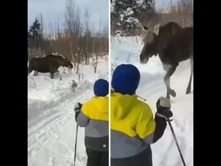 Лоси бесстрашно вышли к людям в Новоаннинском районе 🫎

Причём лыжники на лесной тропе совершенно не..