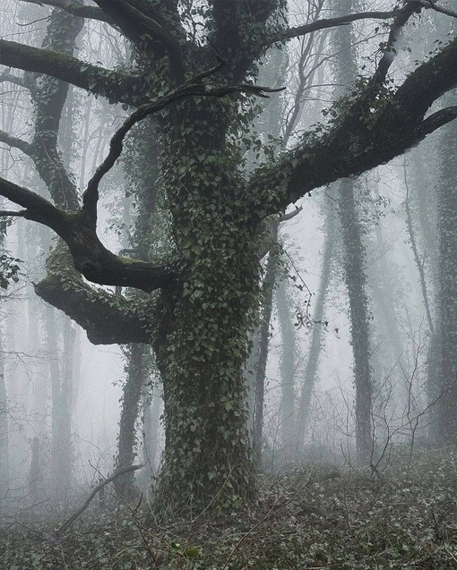 Прогулка по туманному лесу в Геленджике 👻

Тишина пронизана лишь шелестом сухих листьев под ногами и..