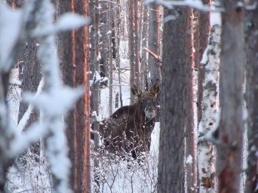 📸Фотоловушки снова успели заснять лесных жителей в Керженском заповеднике

Выбираем самого..