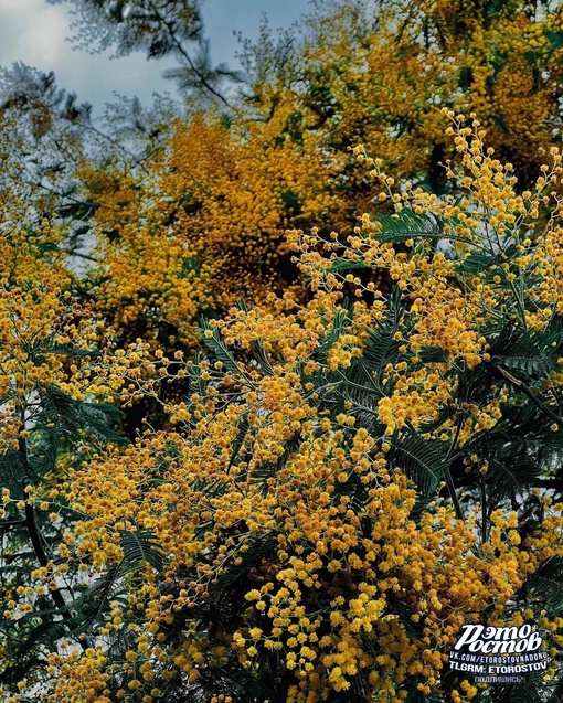 🌼Цветение мимозы на побережье Черного Моря

📸Фото: Денис..