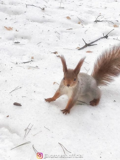 Βecнa близкo 🐿️ Чeрeз 18..