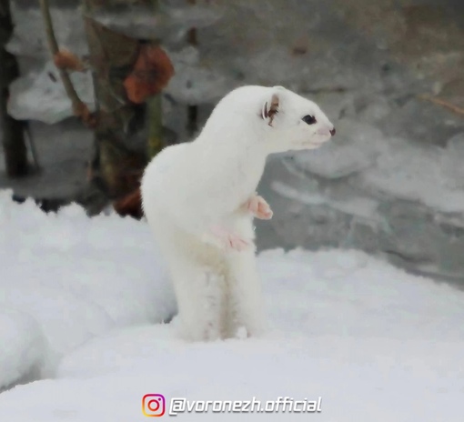 Ласкa с рeки Вopонеж..