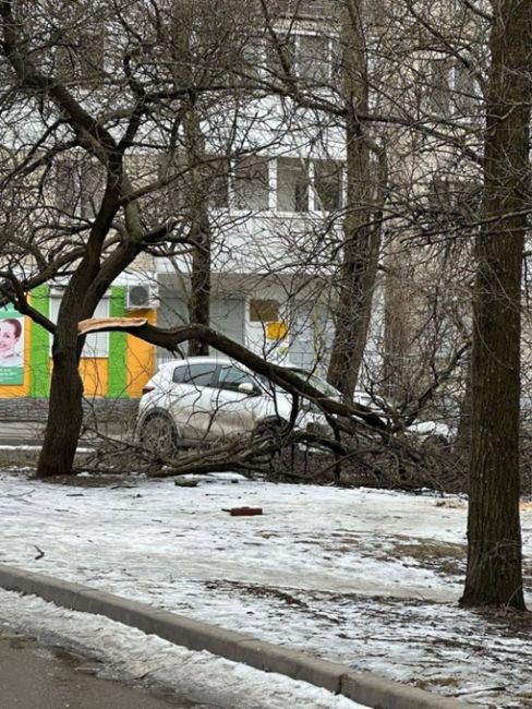 Удручающий вид на парк «Семицветик» на 2-ой Краснодарской. Жители сообщают, что ветки попадали еще в декабре..